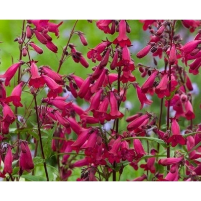 Penstemon Polaris Red